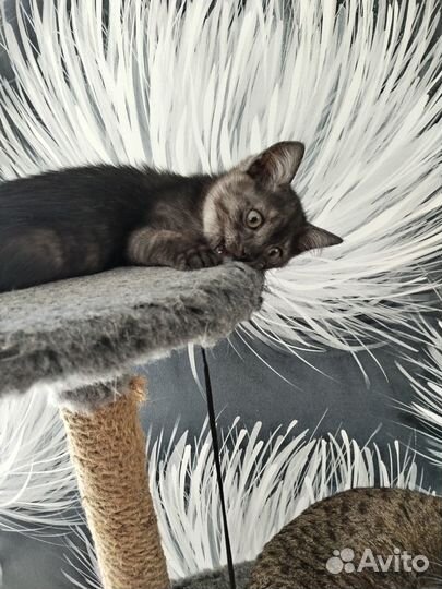 Котик в добрые ручки