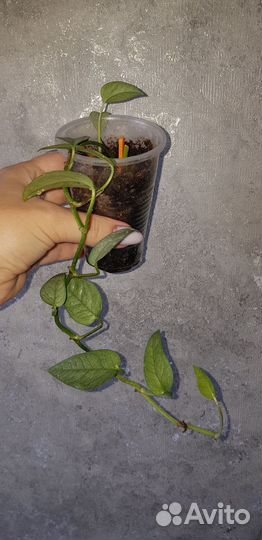 Комнатные домашние растения