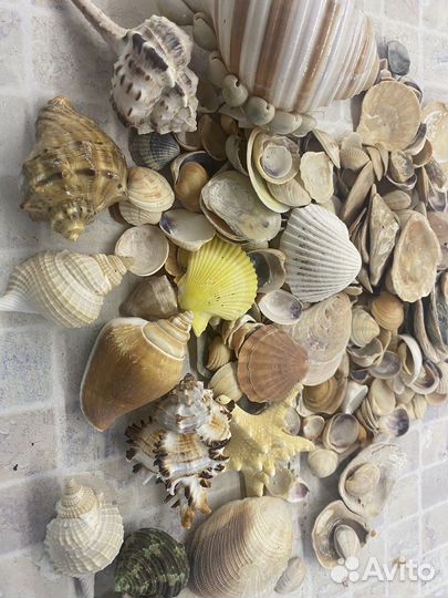 Морские ракушки