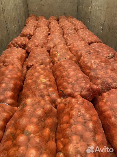 Лук репчатый оптом