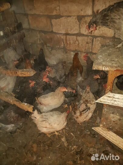 Куры домашние доминант