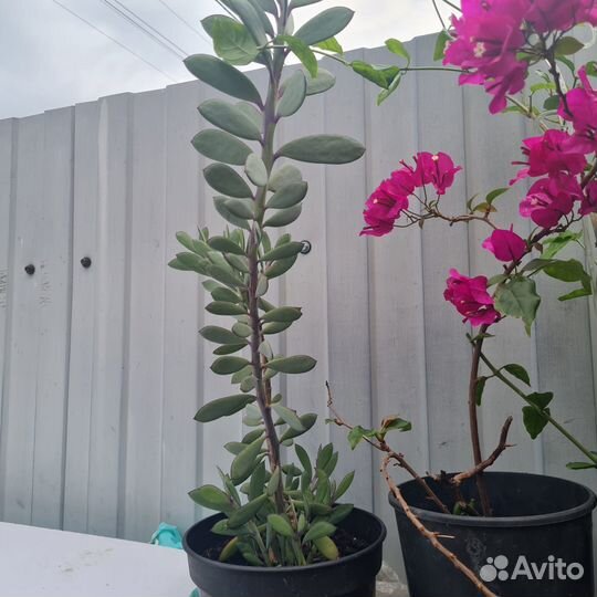 Крестовник Crassissimus