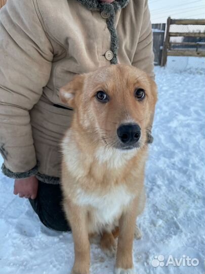 Щенок в добрые руки