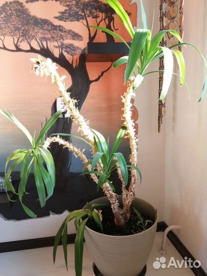 Пальма домашняя