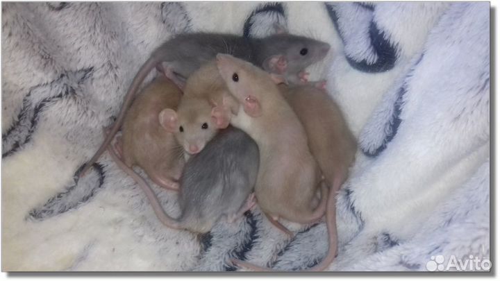 Крысята Дамбо. Крысы окрас янтарь и голубой