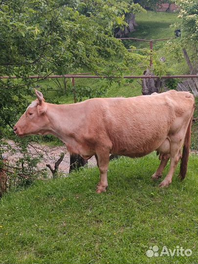 Продается корова