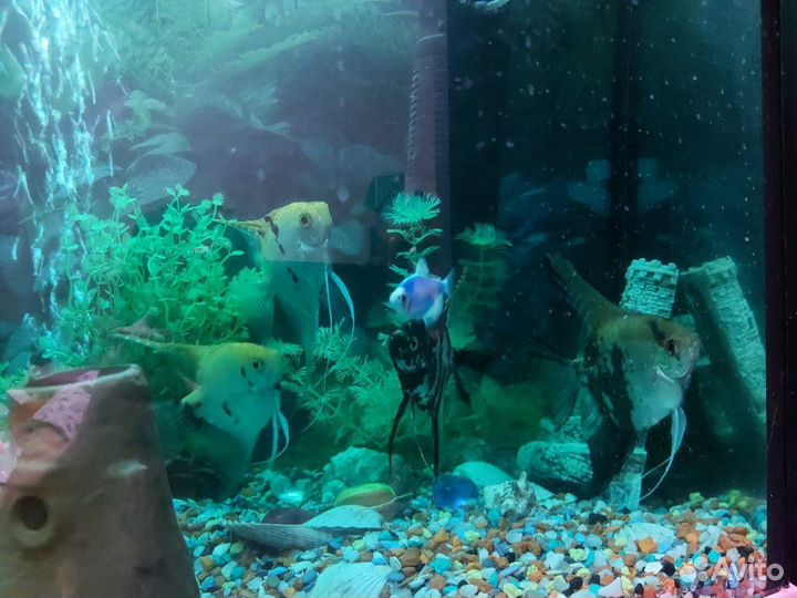 Аквариум