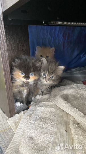 Кошки курильский бобтейл