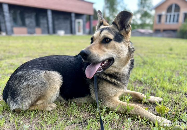 Собака в добрые руки отдам бесплатно