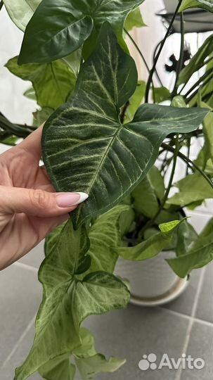 Комнатное растение сингониум