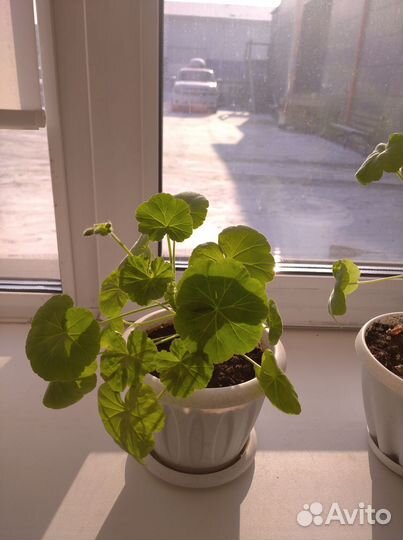 Пеларгония