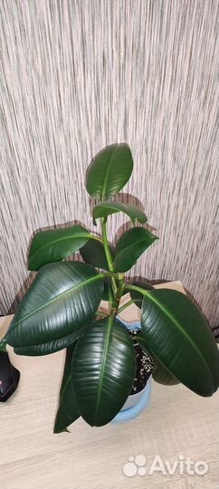 Фикус Робуста