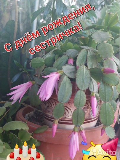 Шлюмбергера(зигокактус,рождественник,декабрист)