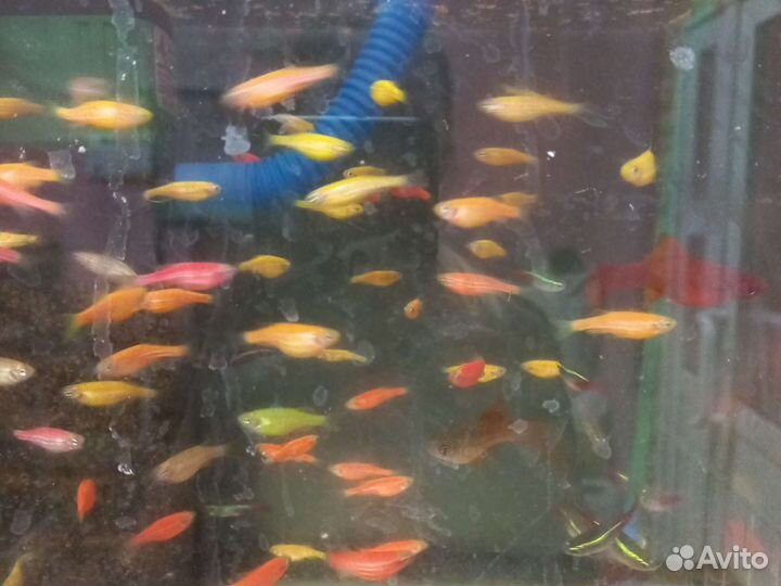 Аквариумные рыбки