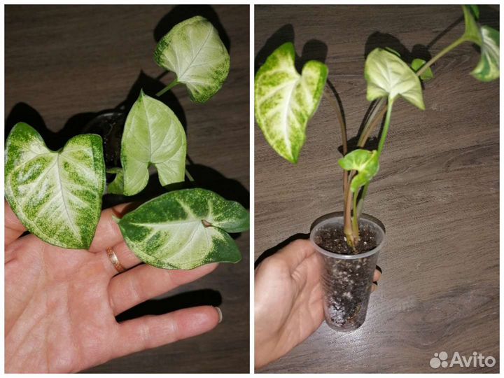 Сингониум Пикси