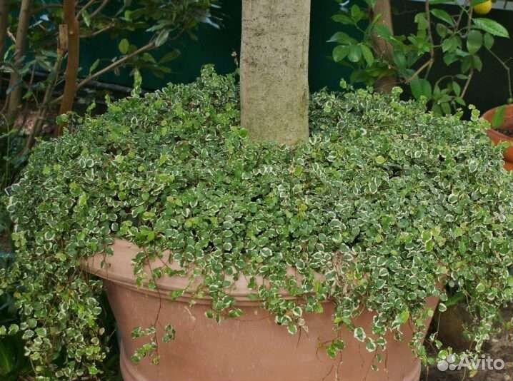 Фикус пумила