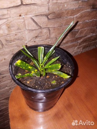 Кротон узколистный