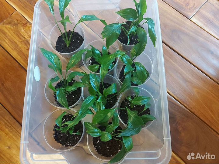 Спатифиллум