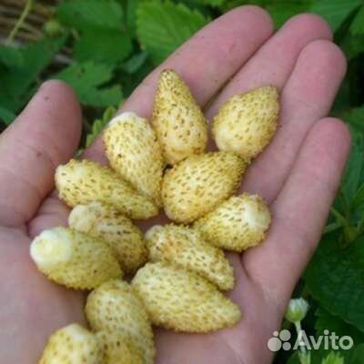 Ремонтантная, кустовая земляника крупная, до мороз