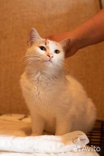 Турецкий van