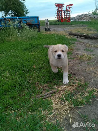Среднеазиатская овчарка алабай щенки
