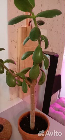 Денежное дерево