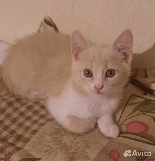 Котенок