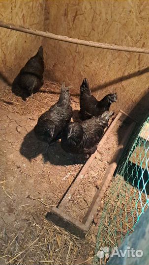 Инкубационное яйцо ухейлюй