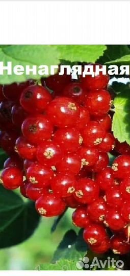 Ежевика, малина, голубика, смородина и др