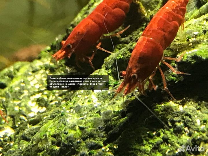 Креветки Blood Mary от Дона Пабло