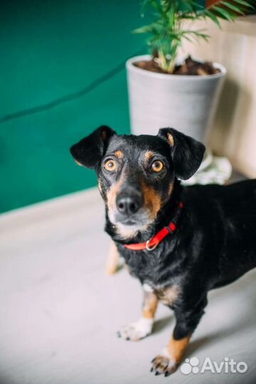 Метис таксы с доставкой