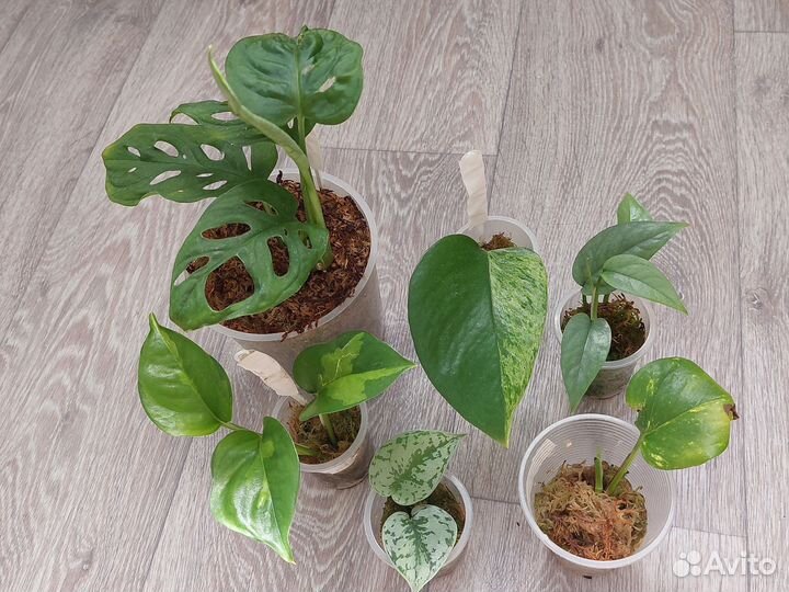 Растения сциндапсус, эпипремнум, монстера