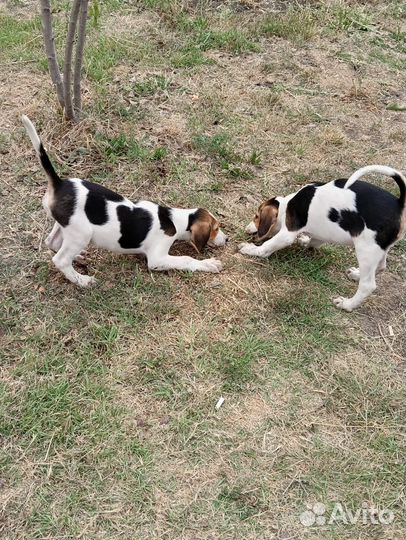 Русская пегая гончая