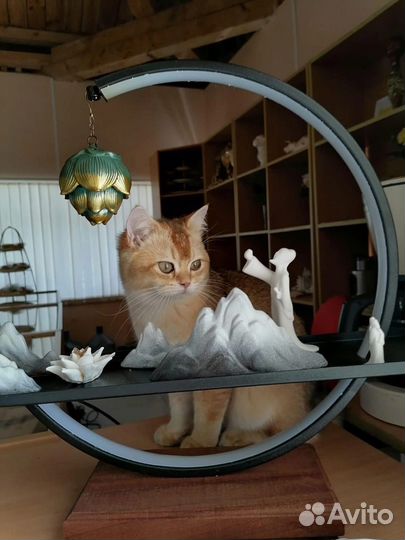 Шотландские вислоухие котята