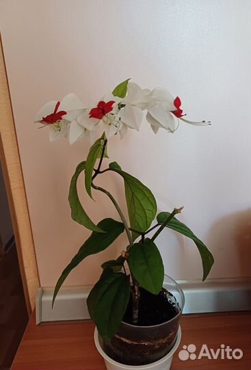 Клеродендрум томпсон