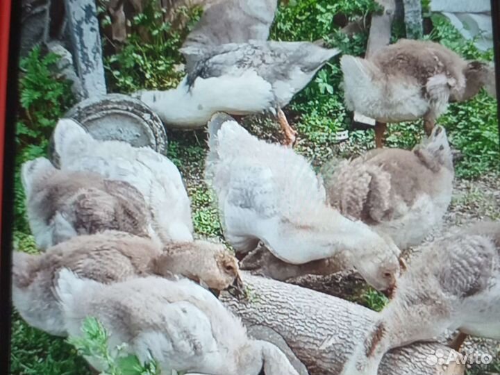Гусята суточные