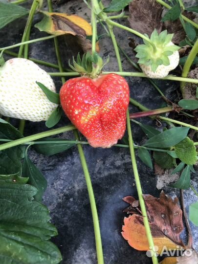 Свежая малина