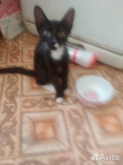 Кошки в добрые руки бесплатно