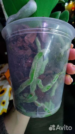 Орхидея фаленопсис