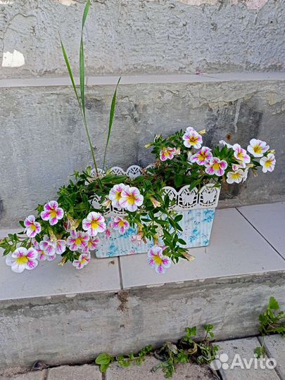 Цветы в горшках