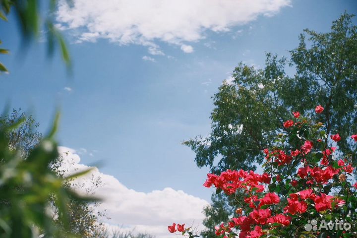 Художественная фотосессия, tfp