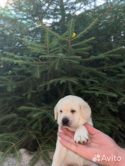 Щенки лабрадора палевые