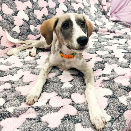 Щенок 4 мес, от миниатюрной собачки