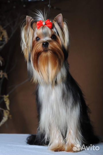 Йоркширский терьер щенки