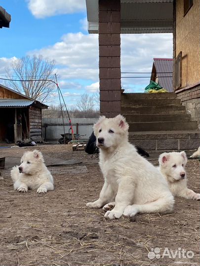 Щенки алабая