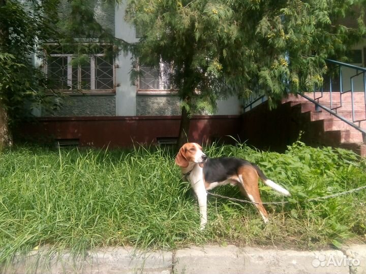 Продаю эстонского выжлеца