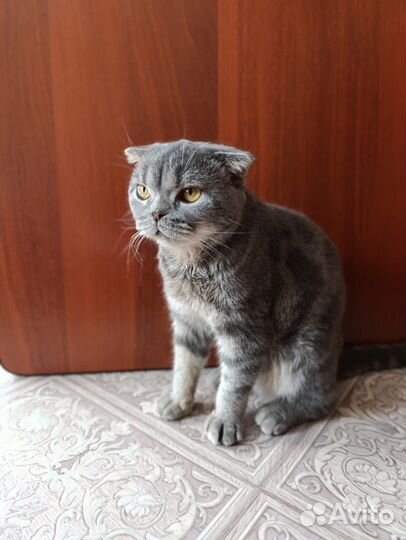 Британец вислоухий