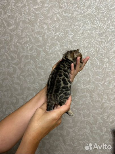 Бенгальская