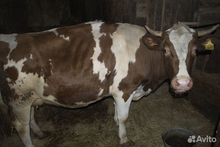 Продам телку