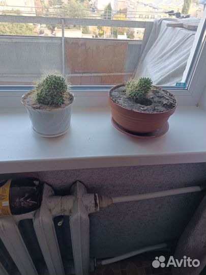 Кактус маммилярия 2 штуки